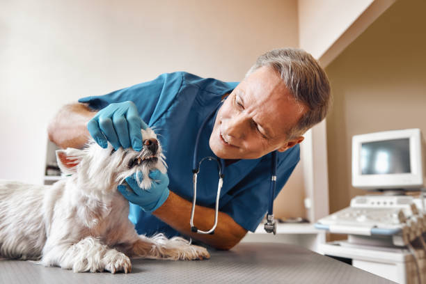 Best Emergency Gum Treatment in Lakeway, TX